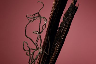 hugo boss scent absolute for her