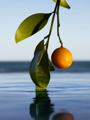 Ingredient used in the new BOSS Bottled Infinite fragrance