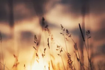 Wheat field at sunset