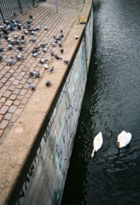 Swans and pigeons in a water channel in Berlin