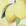Yellow Patterned