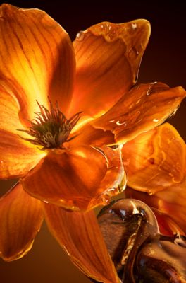 BOSS The Scent Eau de Parfum Intense 30ml, Assorted-Pre-Pack