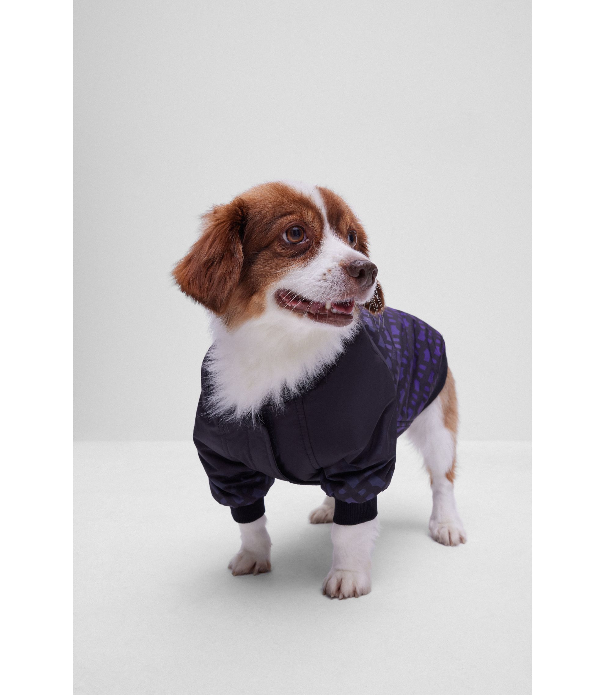 Hunde-Bomberjacke mit Dégradé-Monogrammen