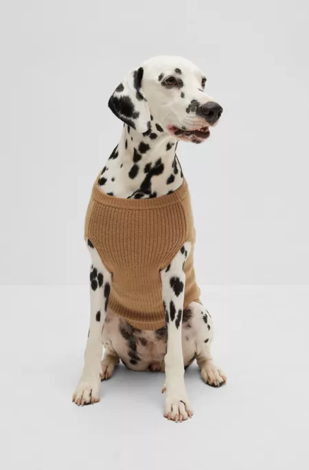 Pull en laine et cachemire, pour chien