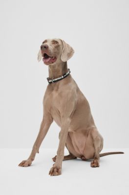 Dog collar with silicone logo patch, Black