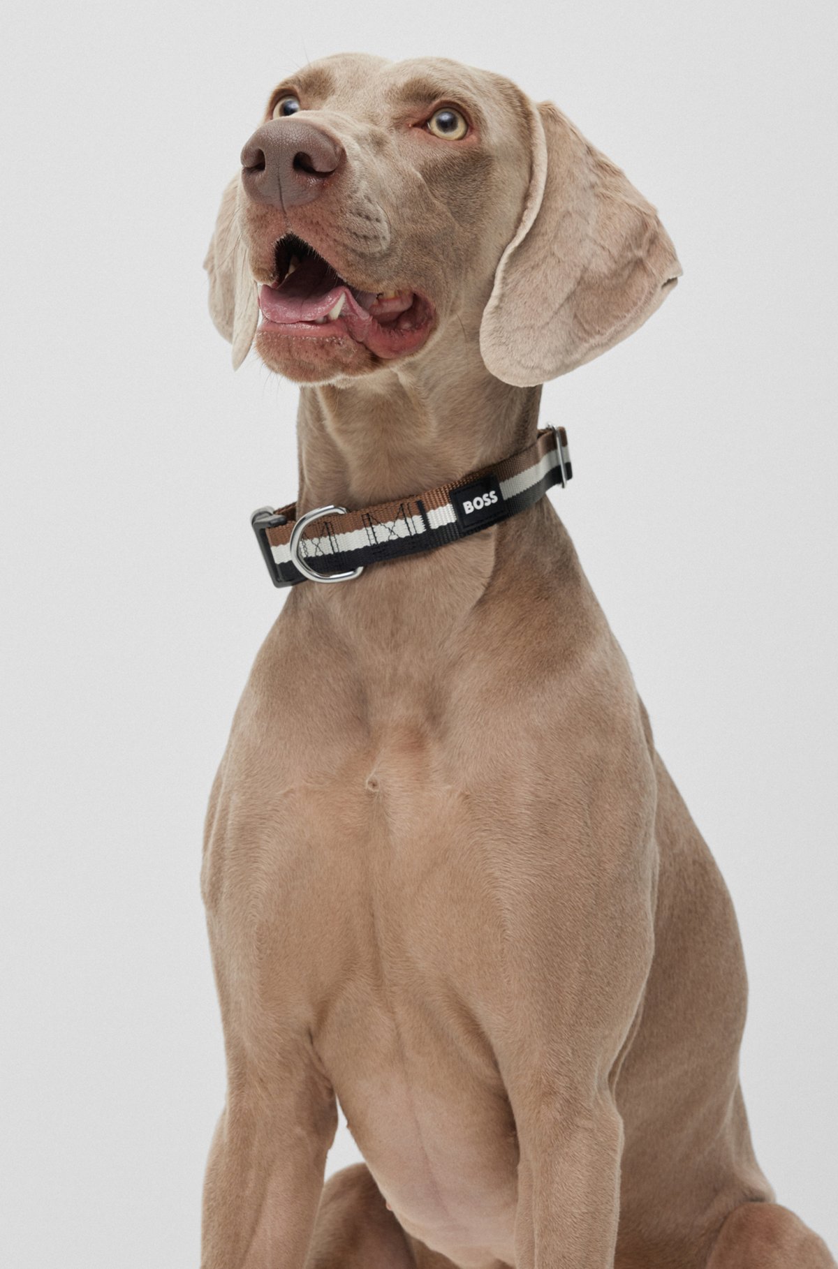 Halsband voor honden met siliconen logopatch, Zwart