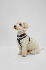 Hunde-Halsband aus recyceltem Leder, Schwarz