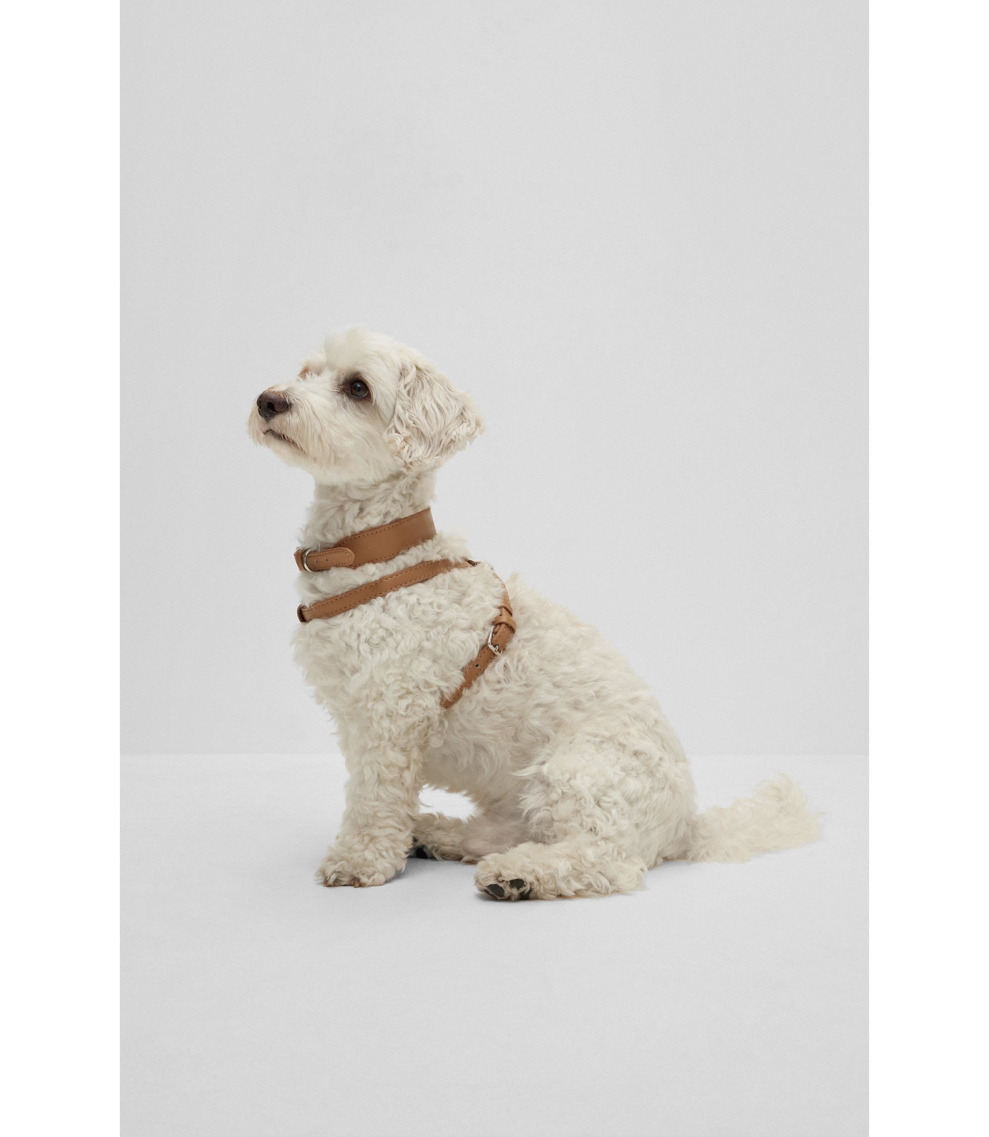 Hunde-Halsband aus recyceltem Leder