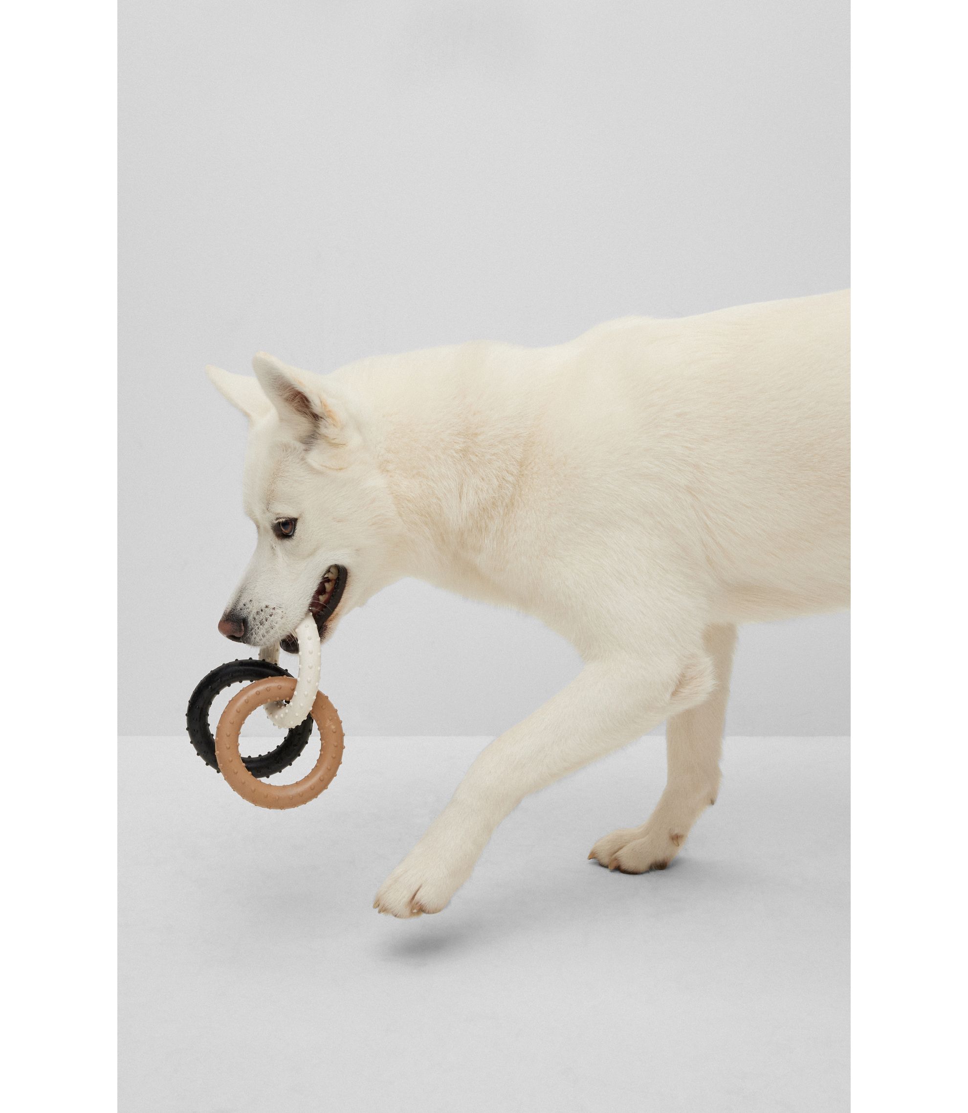 Hunde-Spielzeug in Signature-Farben