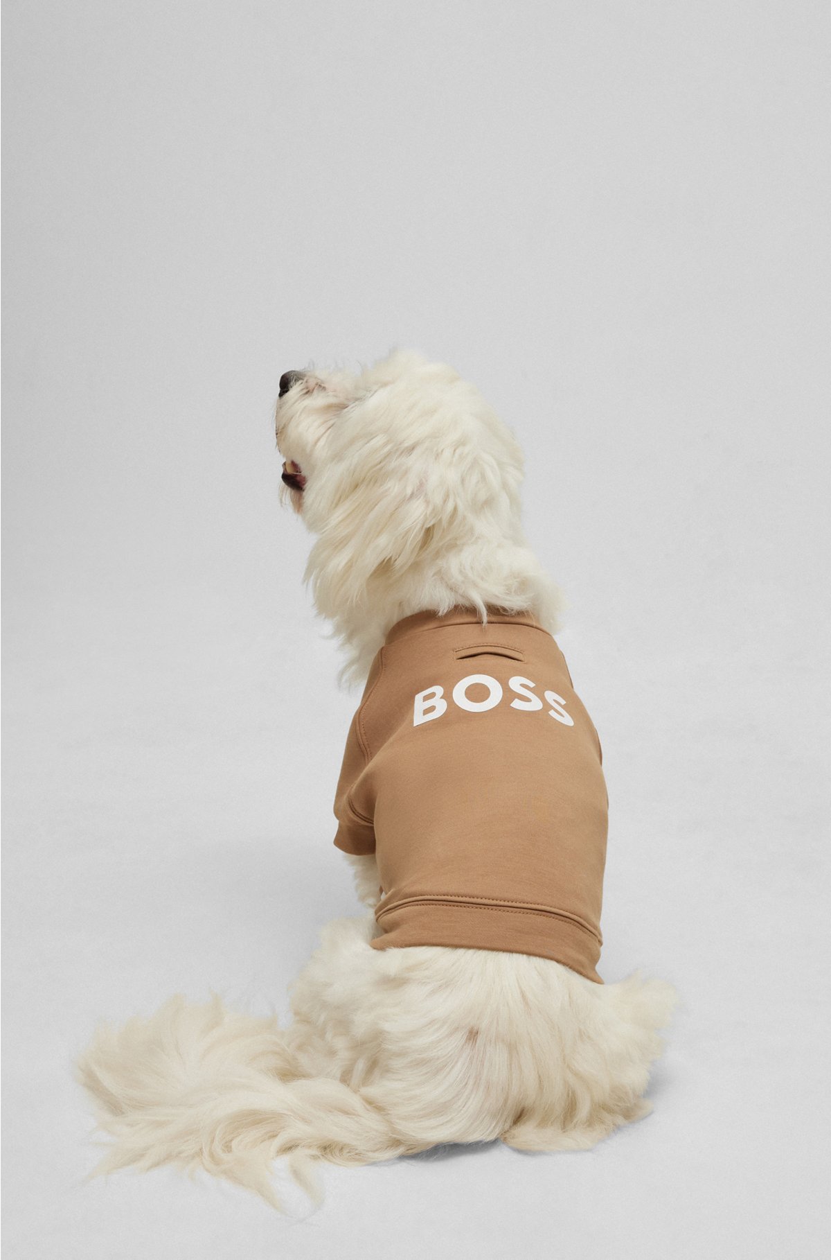 Dog sweater in a cotton blend, Beige