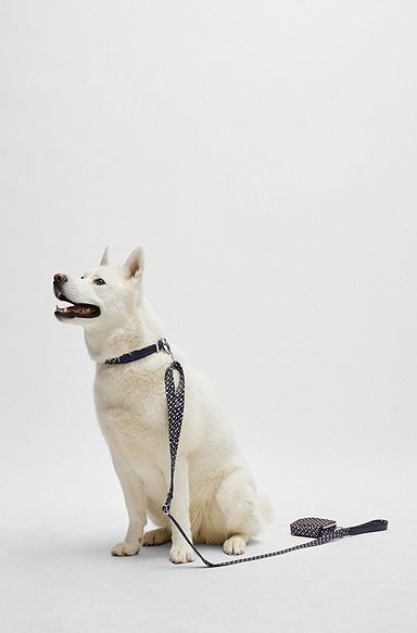 Dog collar with metal hardware, Black