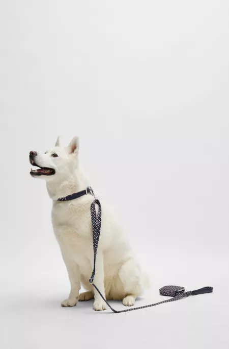 Collier avec garnitures en métal pour chien