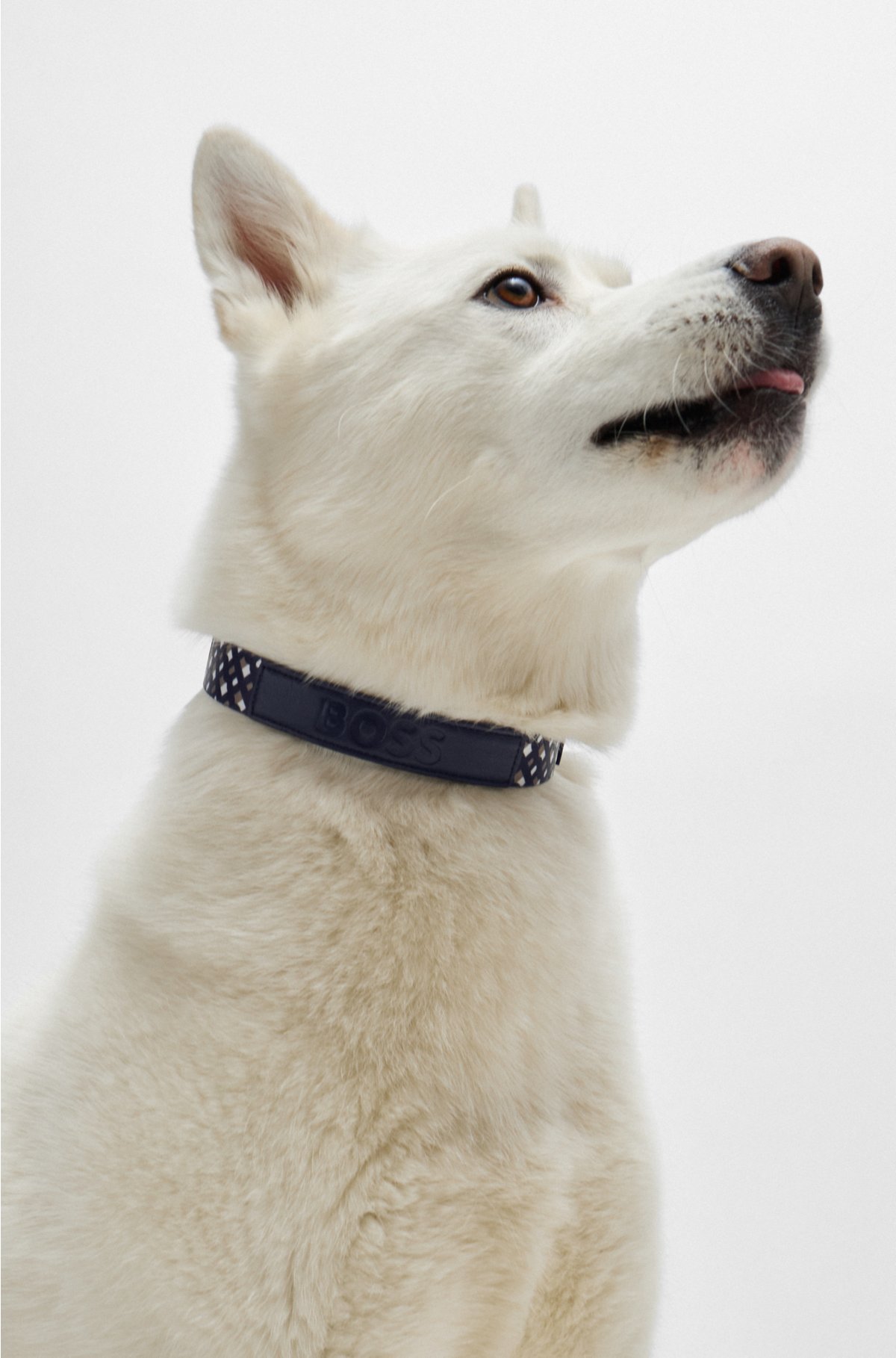 Dog collar with metal hardware, Black