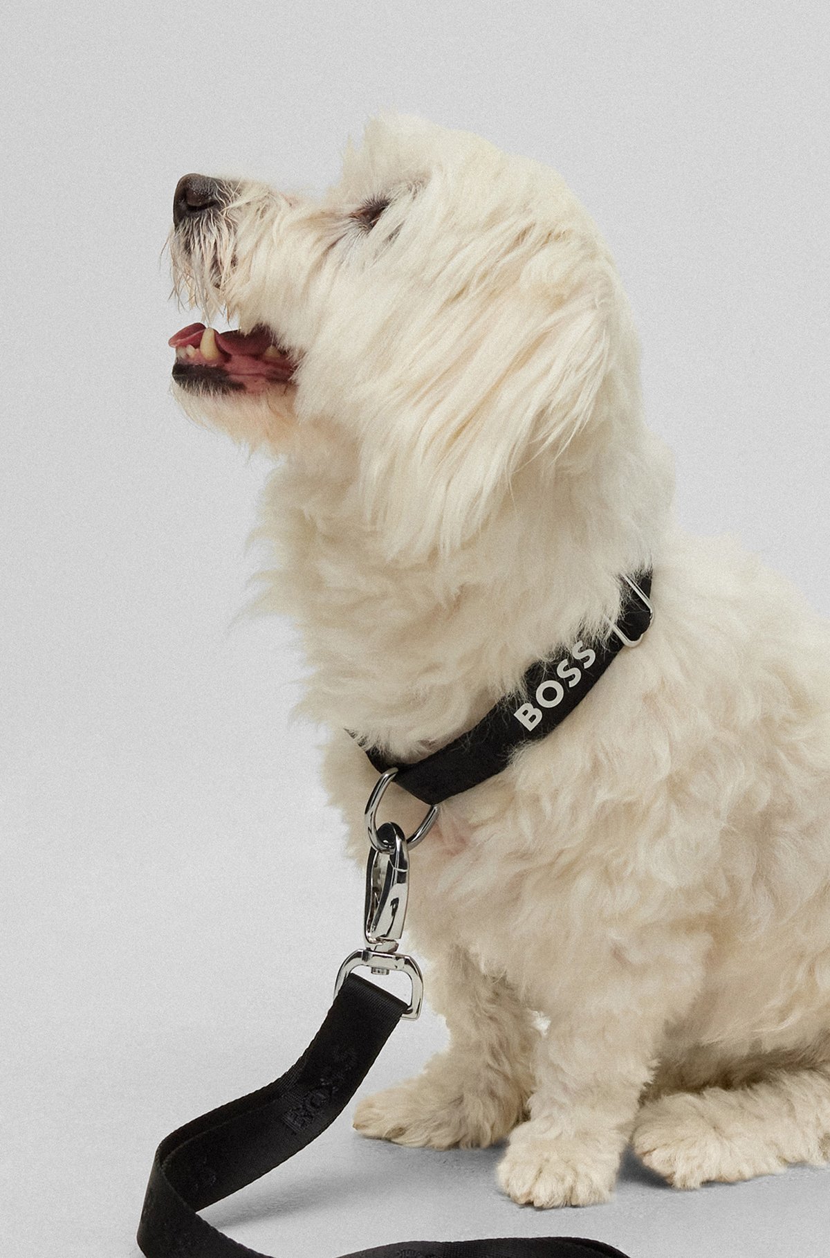 Dog collar with jacquard logo detailing, Black