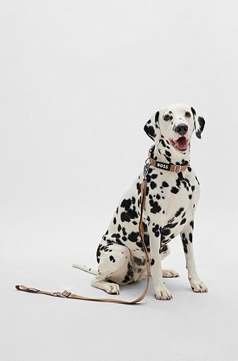 Halsband voor honden met jacquardgeweven logo, Beige