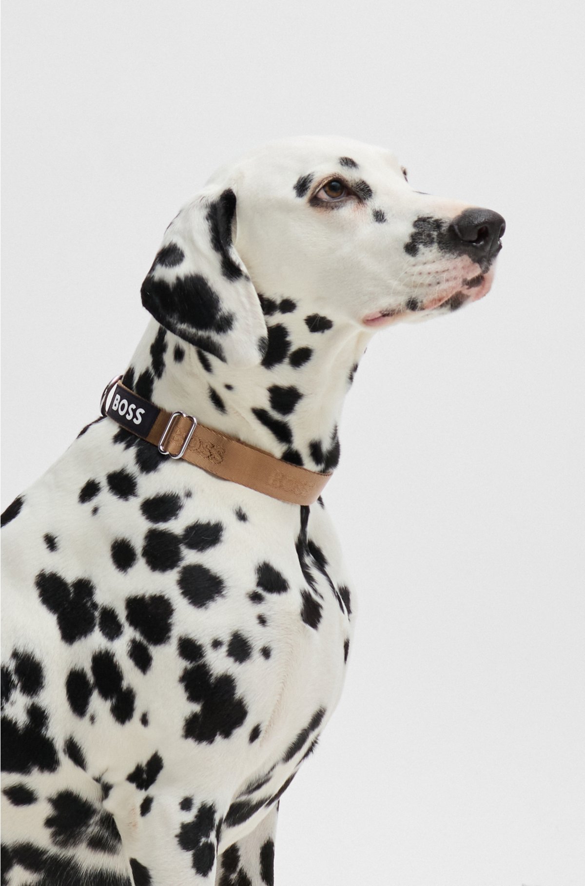 Dog collar with jacquard logo detailing, Beige