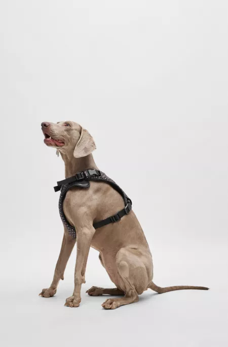 Dog mesh-lined harness with monogram pattern
