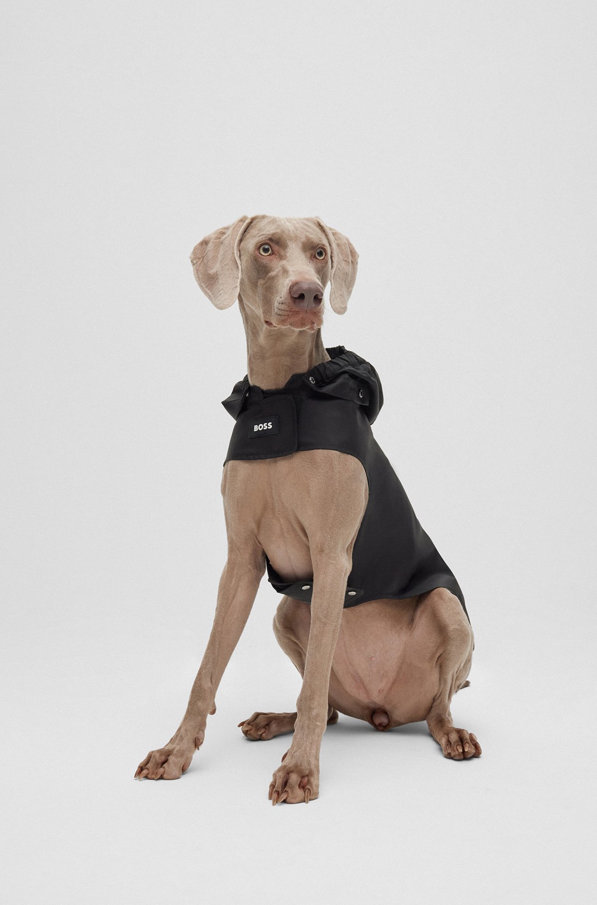 Dog raincoat in waterproof fabric with contrast logo, Black