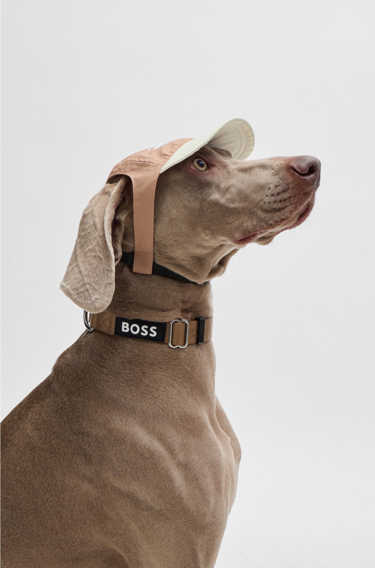 Dog hat with signature details and adjustable band, Beige