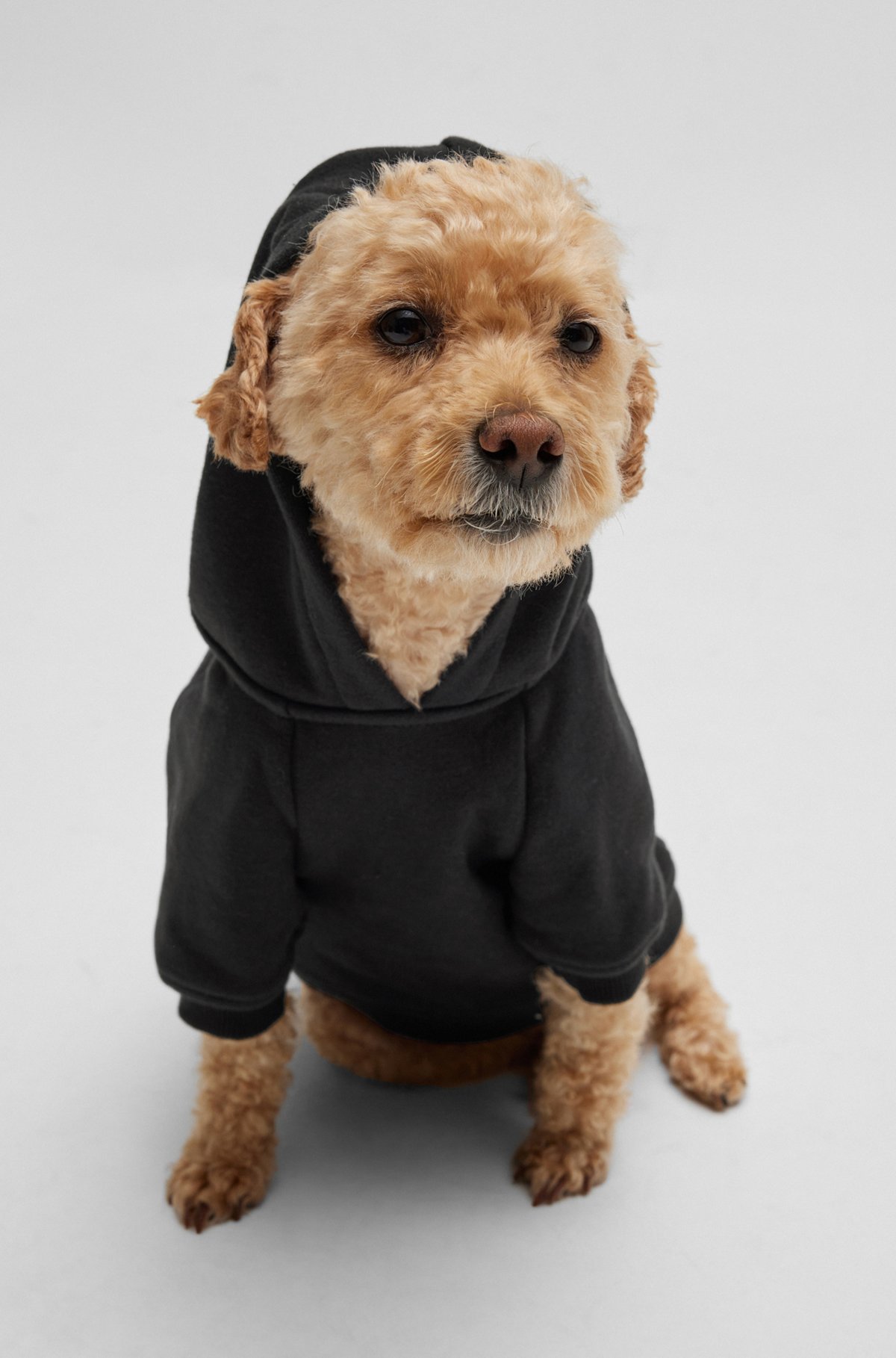 Dog hoodie with iconic stripe logo, Black