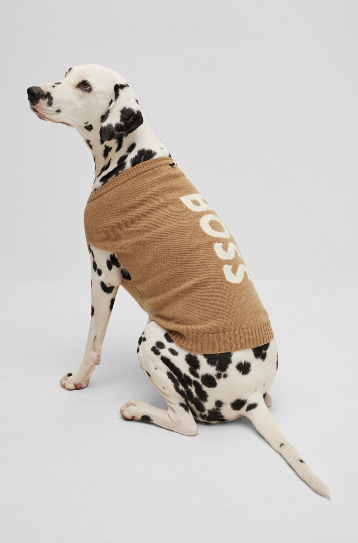 cowboys sweater for dogs