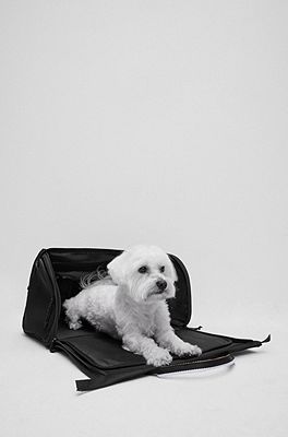 BOSS - Dog travel bag with quilted mat