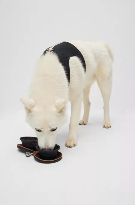 Collapsible dog bowls in lightweight silicone