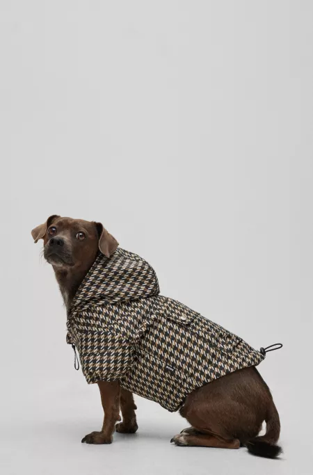 Dog rain jacket