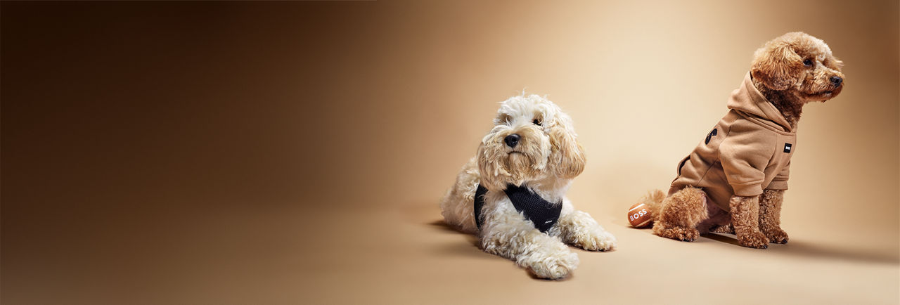 Image of  one dog wearing Dog Sweaters by BOSS 