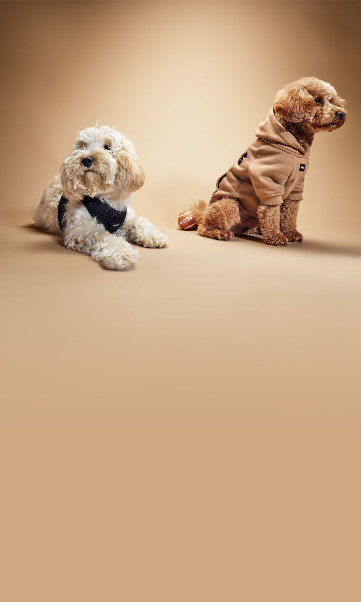 Selección de regalos para perros