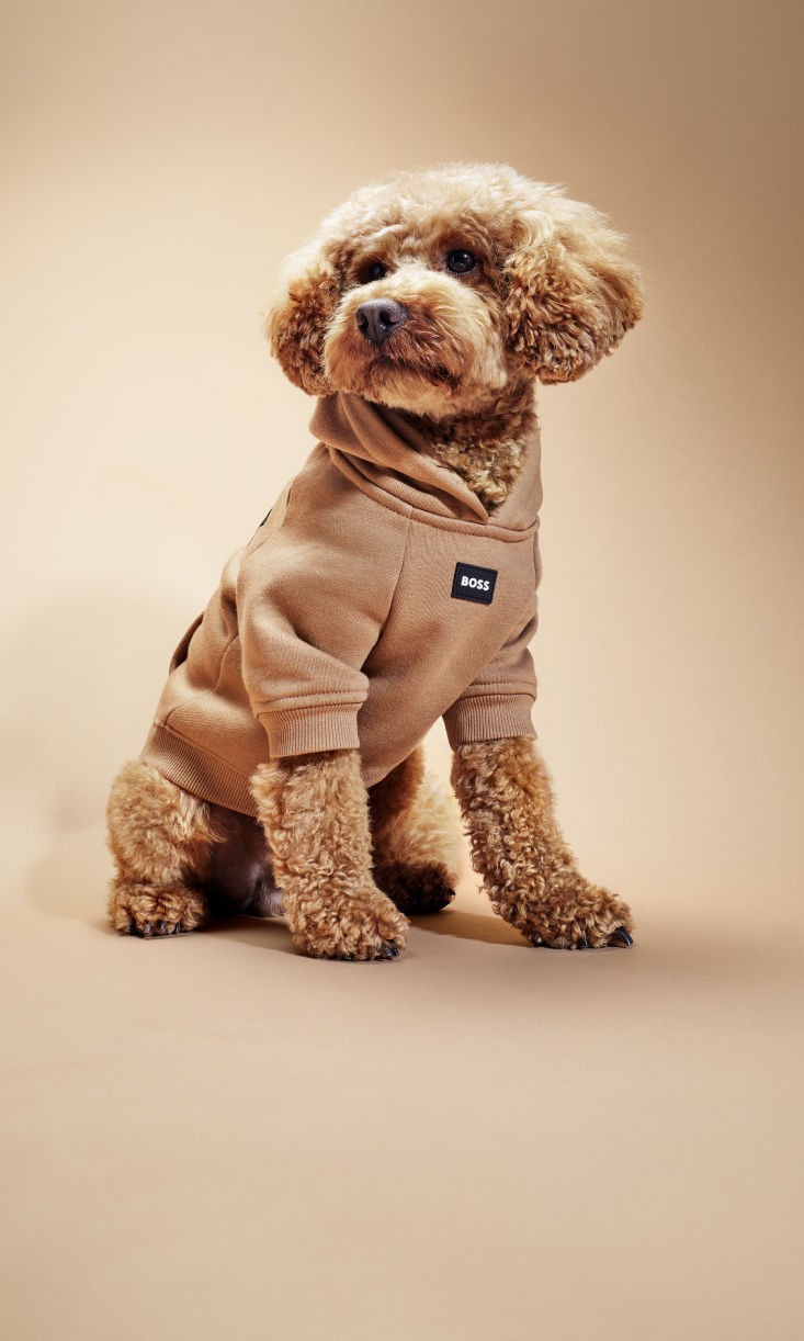 Selección de regalos para perros