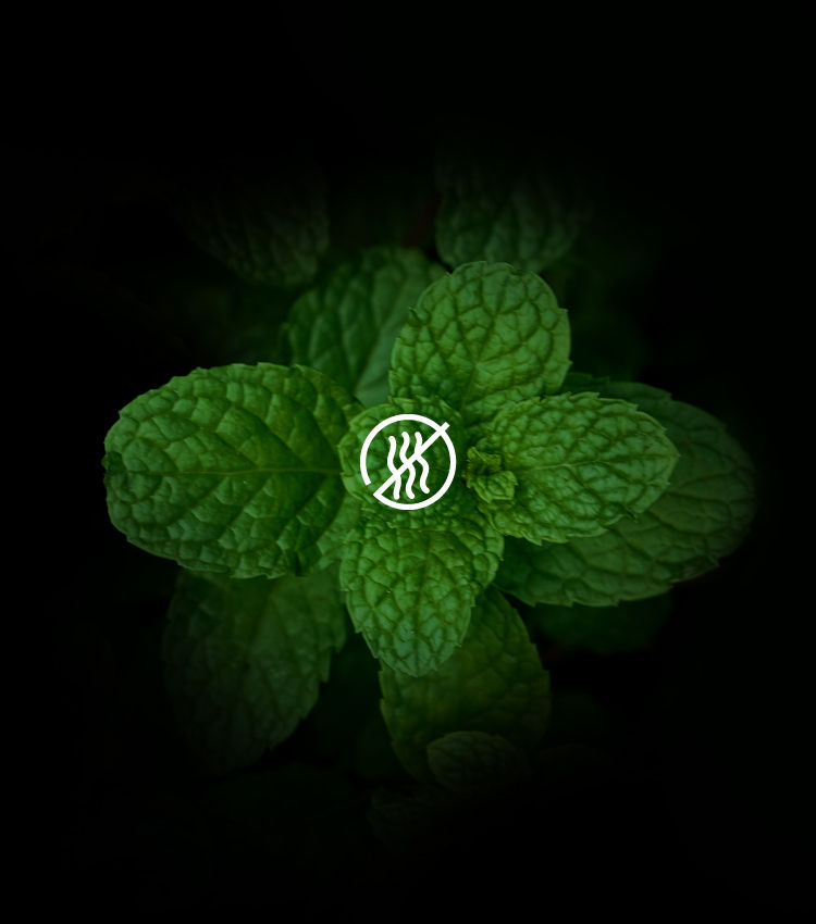 Botanical freshness feature by BOSS Wellness styles