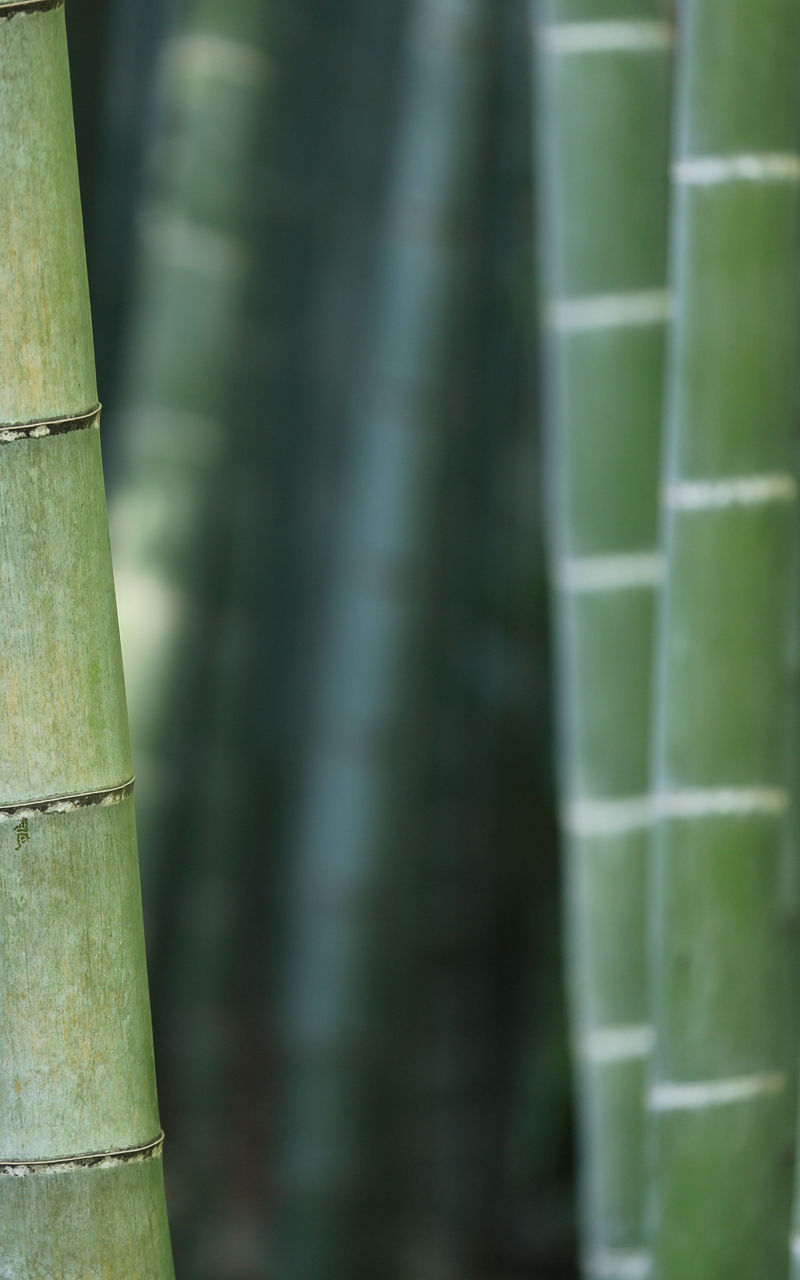 A picture of bamboo forest