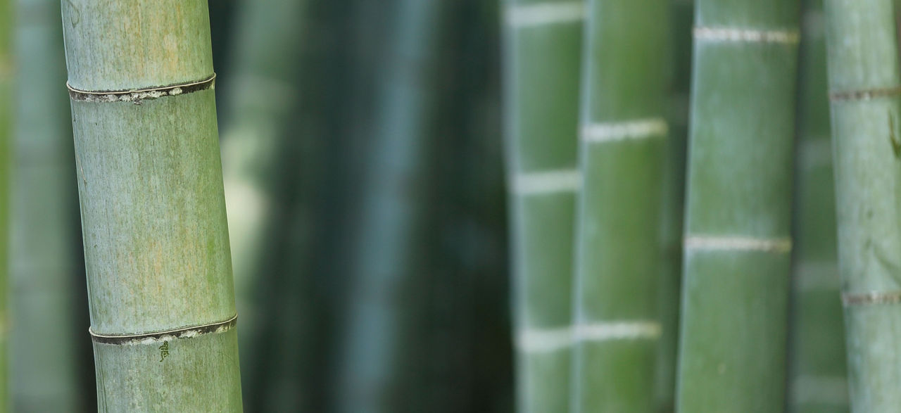 A picture of bamboo forest