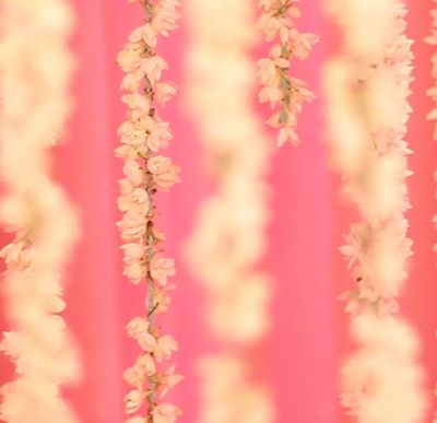 White flowers with pink background