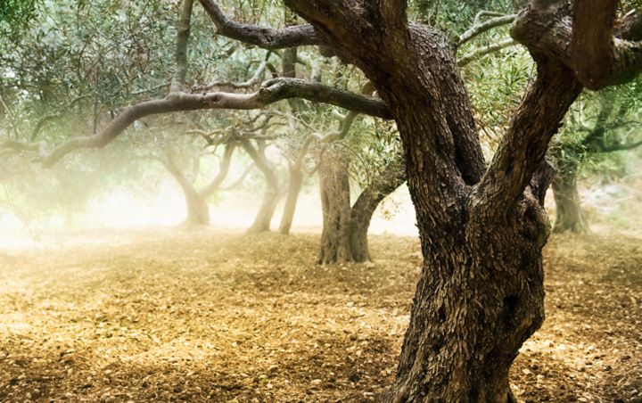 BOSS Olivenlederに使用されるオリーブの木