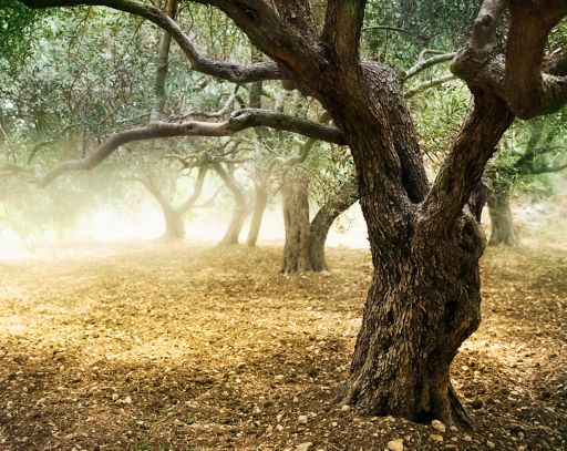 BOSS Olivenlederに使用されるオリーブの木