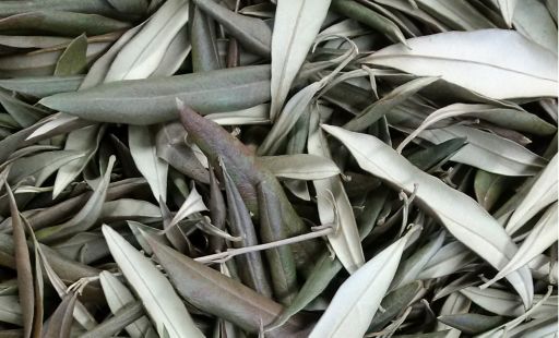 BOSS Olivenlederに使用されるオリーブの葉の写真