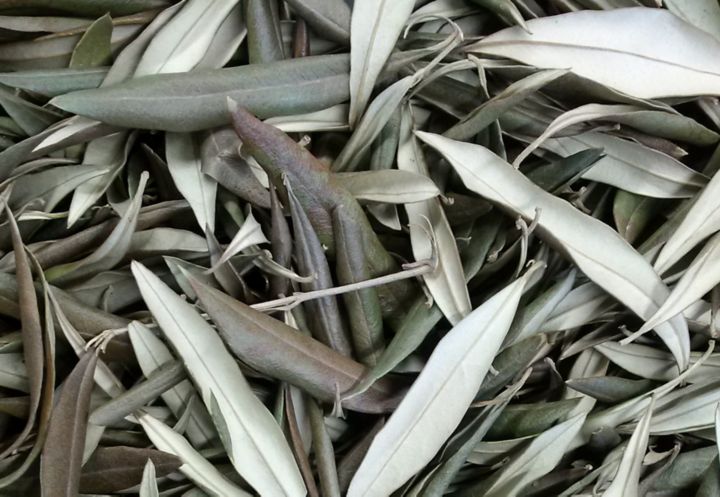 BOSS Olivenlederに使用されるオリーブの葉の写真