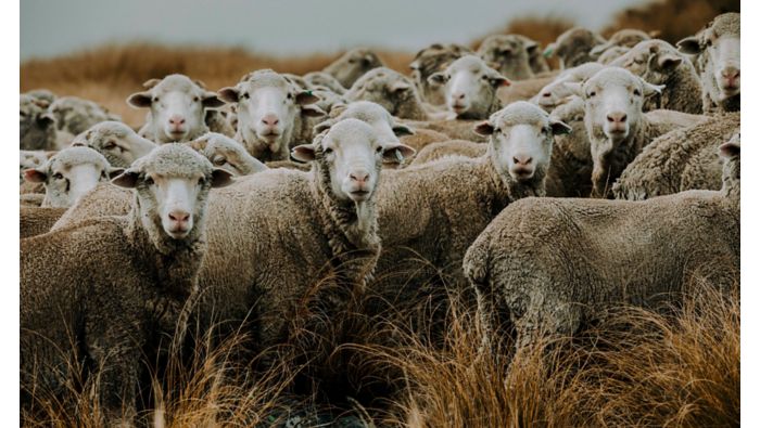 Tierschutz bei HUGO BOSS