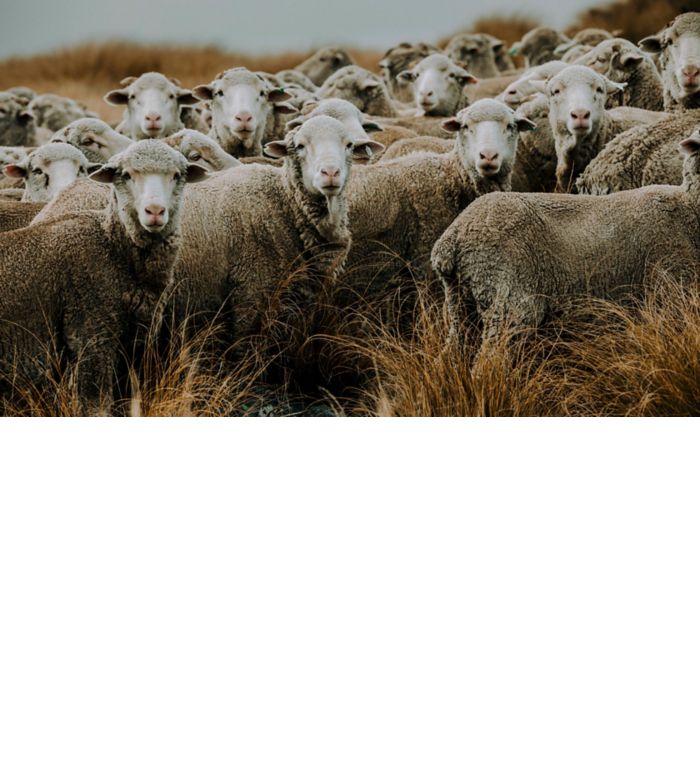 Animal Welfare by BOSS