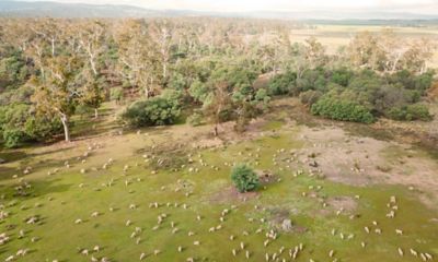 Animal Welfare by BOSS